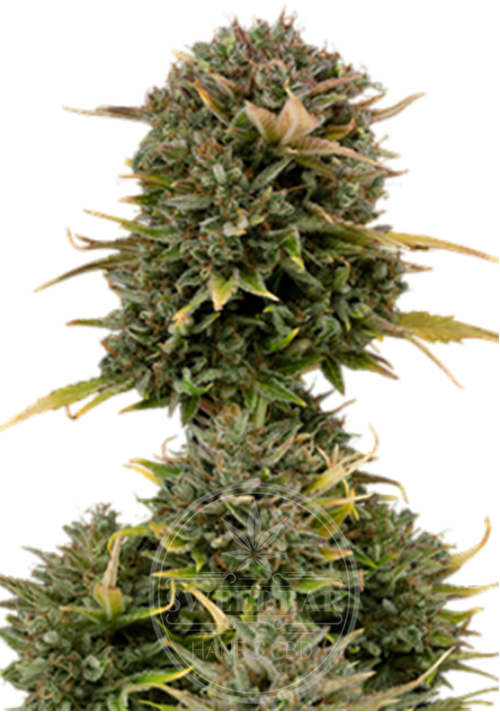 AK 47 Automatic Cannabis Samen feminisiert frei gestellt