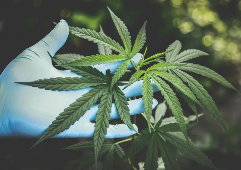 cannabis
