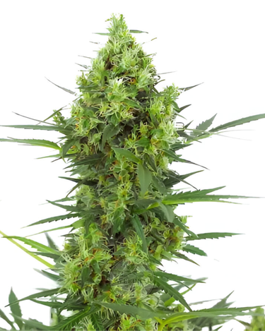 Skunk Auto