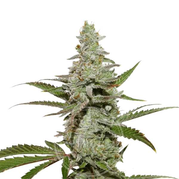 Amnesia Auto Cannabis Samen feminisiert frei gestellt