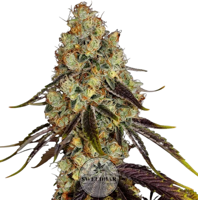 Animal Cookies Feminized Cannabis Seeds Seedbar Strains