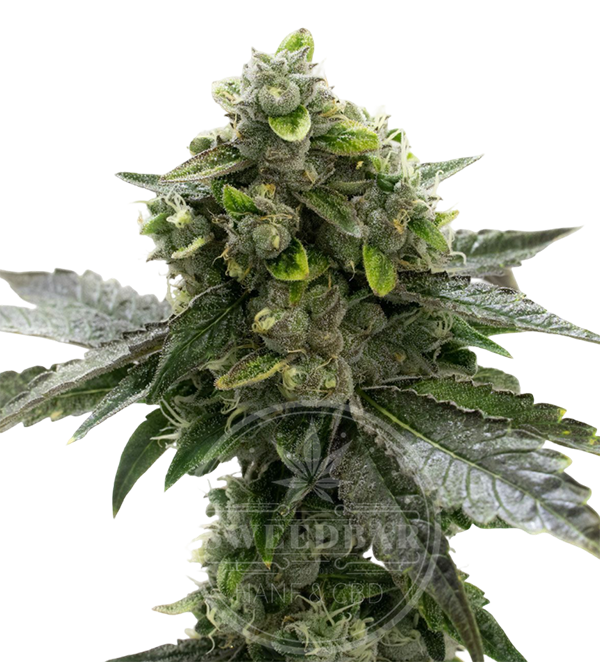 Black Domina Automatic Cannabis Samen feminisiert frei gestellt