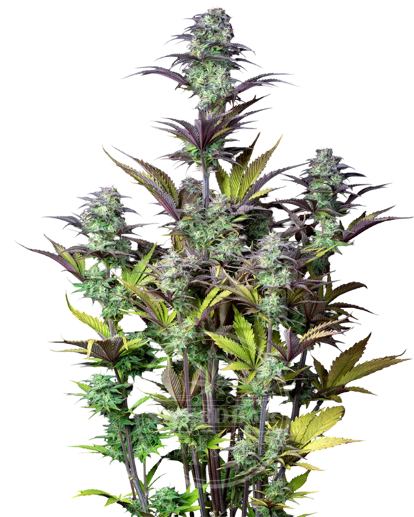 Blueberry Automatic Cannabis Samen frei gestellt