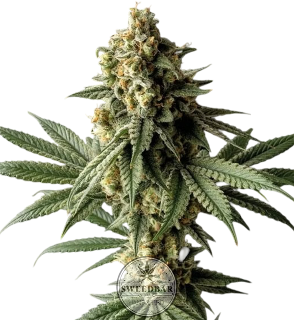 Cheese Feminized Cannabis Seeds Seedbar Strains