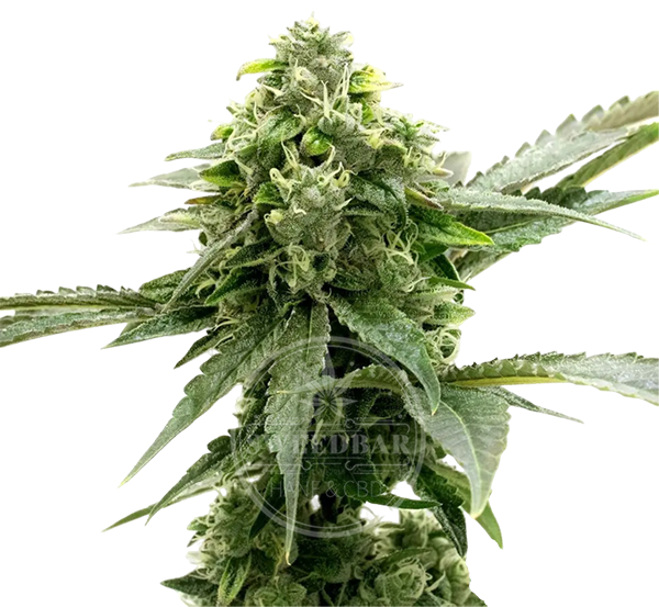 Critical Automatic Cannabis Samen feminisiert frei gestellt