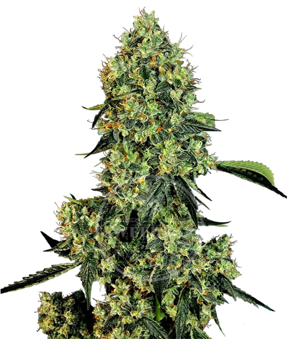 Diesel Automatic Cannabis Samen feminisiert frei gestellt