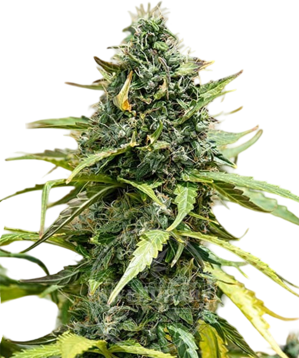 Gorilla XL Automatic Cannabis Samen feminisiert frei gestellt