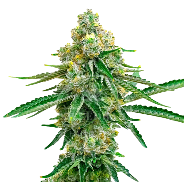Jack Herer Automatic Cannabis Samen feminisiert frei gestellt