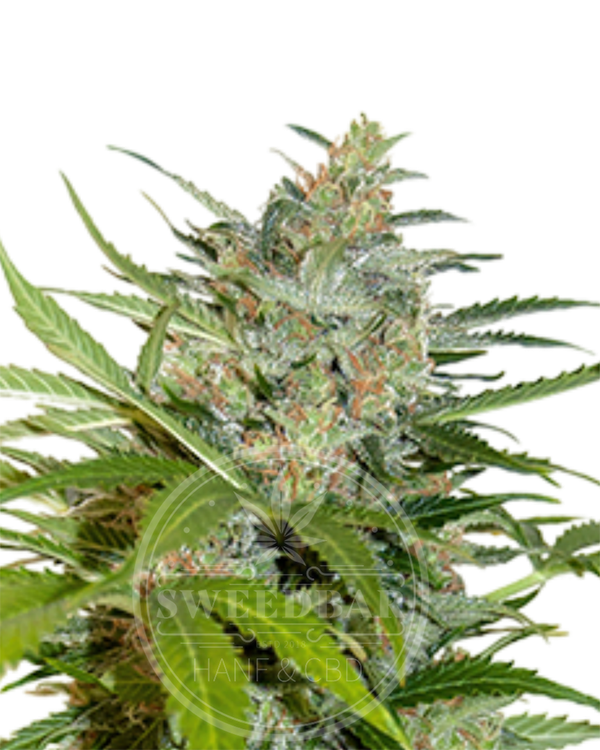 Northern Lights Automatic Cannabis Samen feminisiert frei gestellt