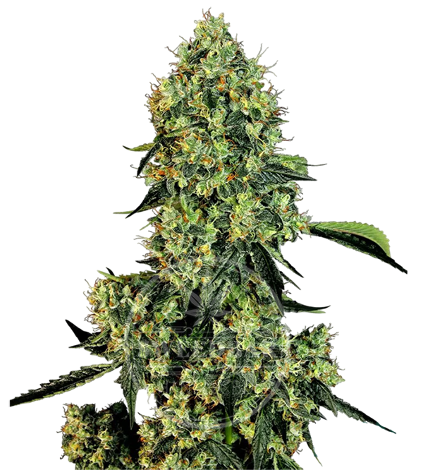 OG Kush Automatic Cannabis Samen feminisiert frei gestellt