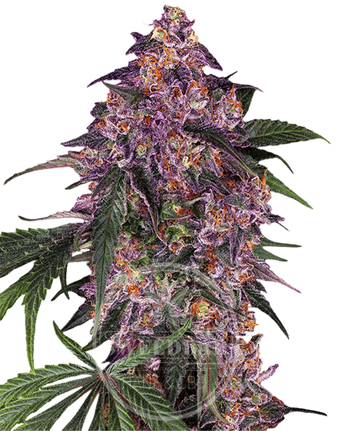 Purple Automatic Cannabis Samen feminisiert frei gestellt
