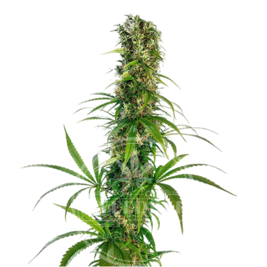 Somango Automatic Cannabis Samen feminisiert frei gestellt