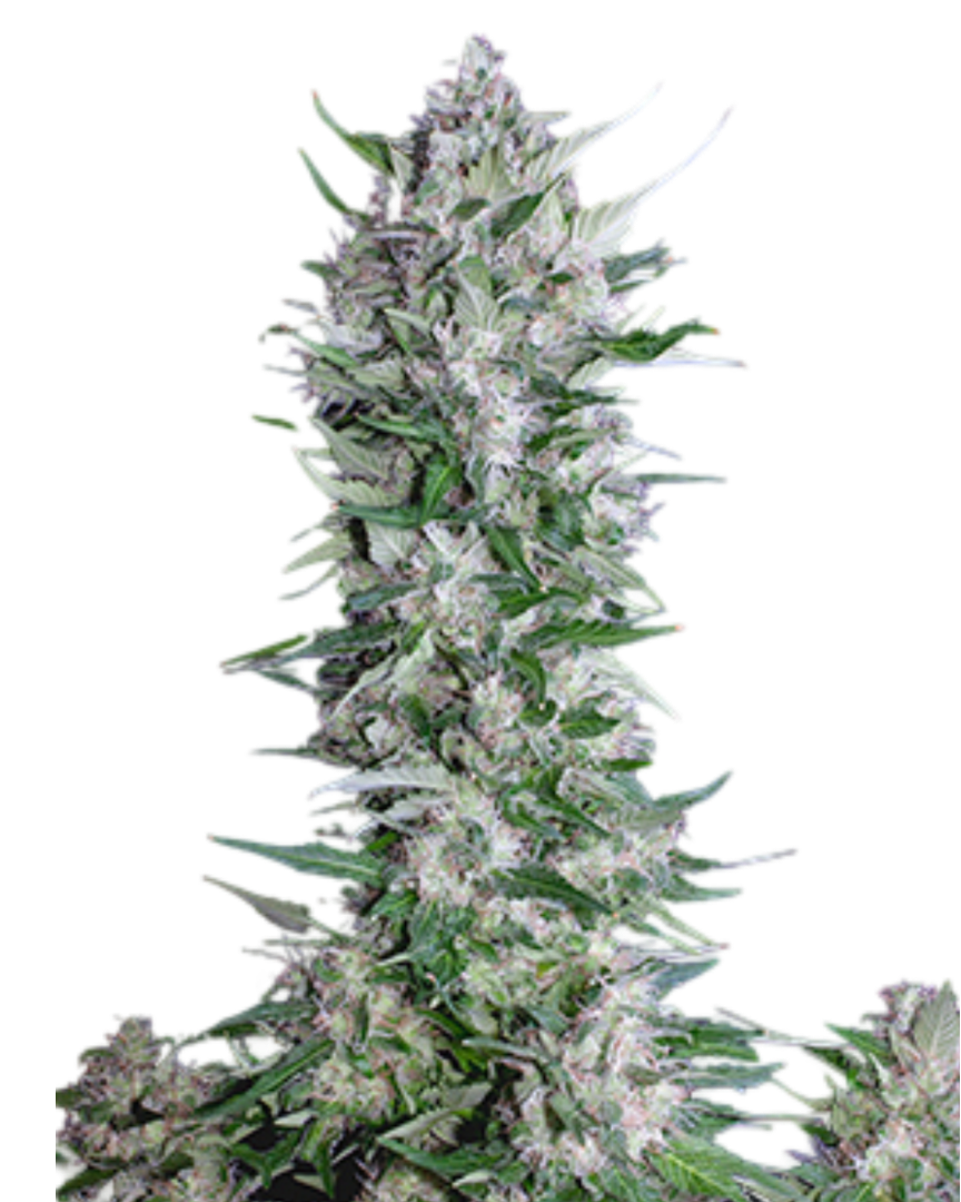 White Widow x Jack Herer Cannabis THC Blüten